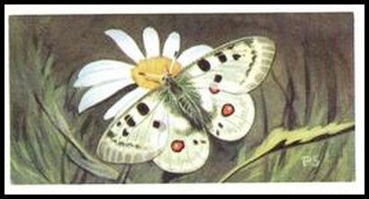 50 Alpine Apollo Butterfly